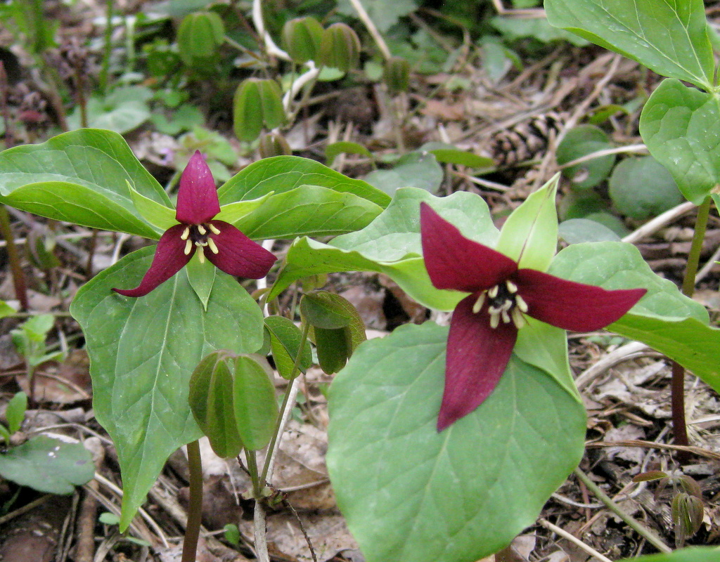 Trillium erectum Qty 48 - Click Image to Close